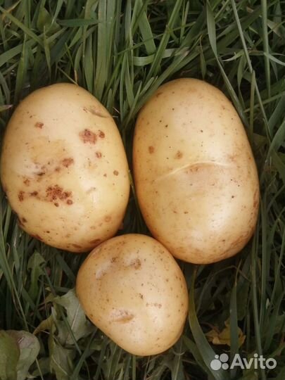 Картофель крупный, вкусный