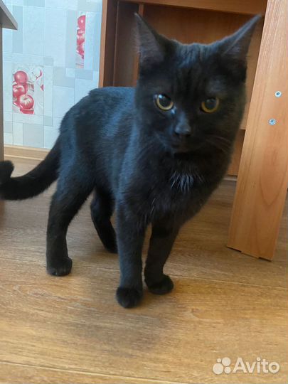 Котик в добрые руки
