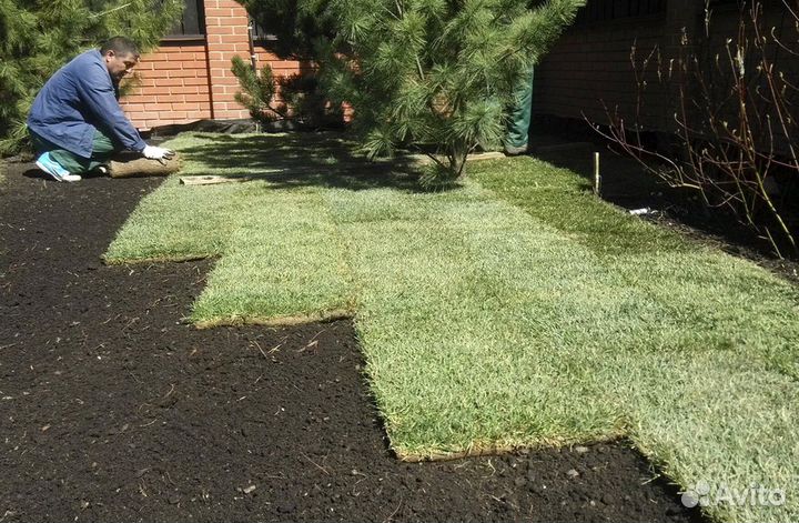 Теневыносливый рулонный газон. Укладка с гарантией