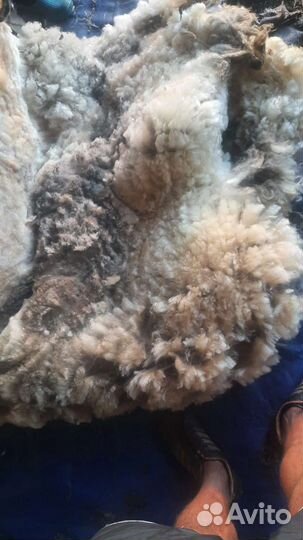 Баранья шерсть