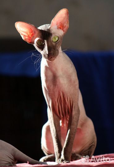 Петербургский сфинкс девочки