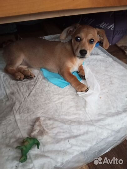 Маленькая девочка