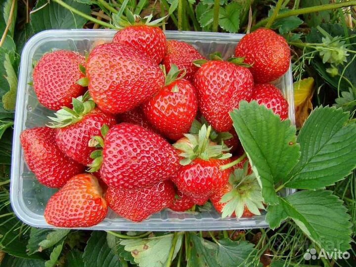 Рассада клубники