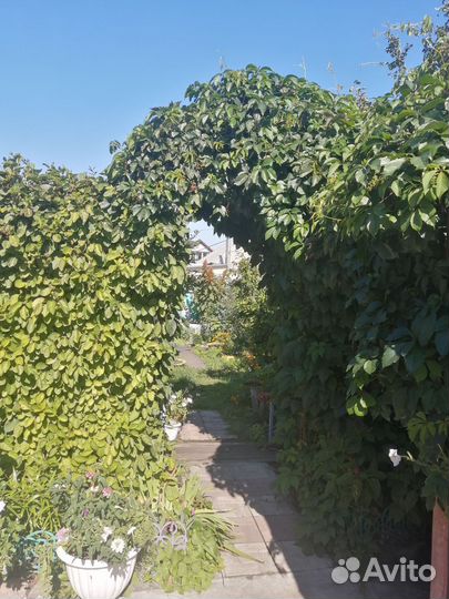 Девичий виноград