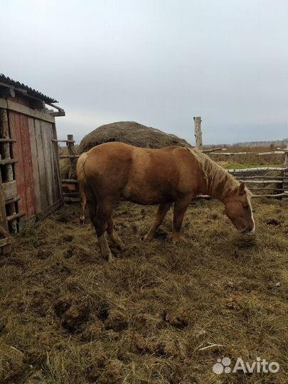 Кобыла 2.5 лет