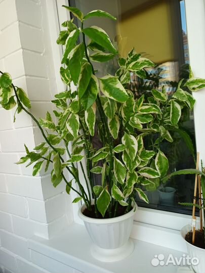 Педилантус