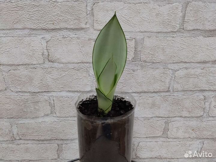 Сансевиерия