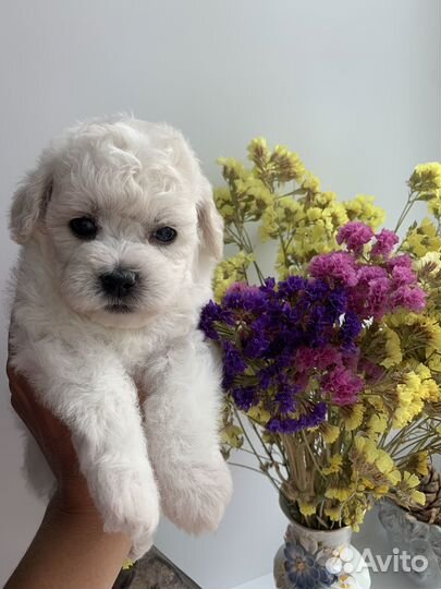 Бишон Фризе щенки. Документы ркф-FCI, стандарт