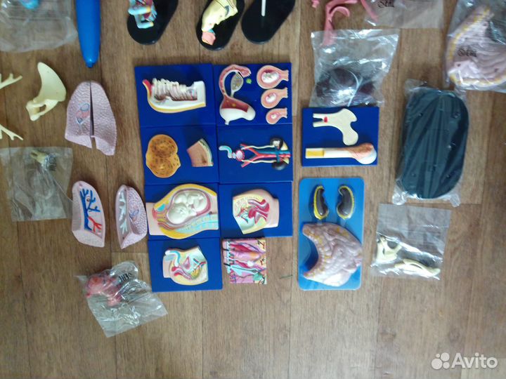 Деагостини тело человека