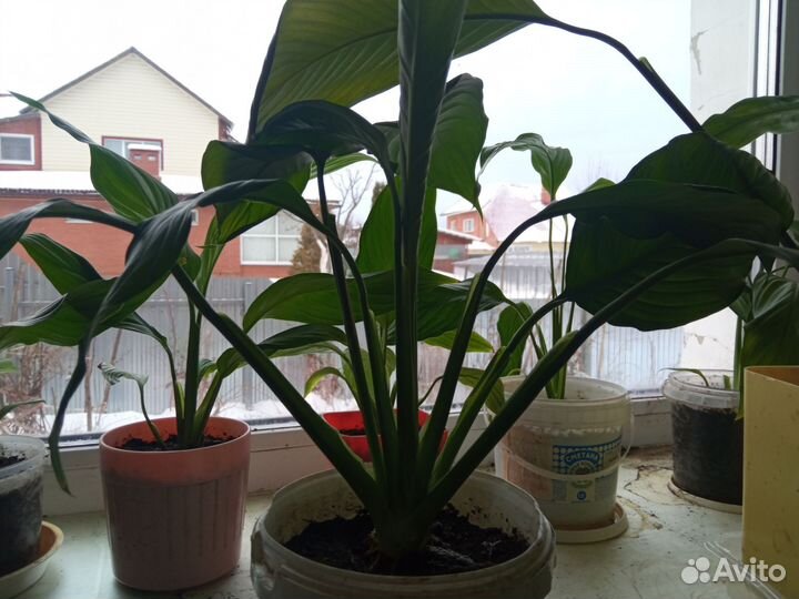 Спатифиллум- женское счастье