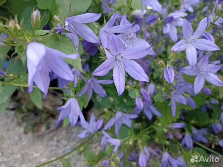 Колокольчик почвопокровный