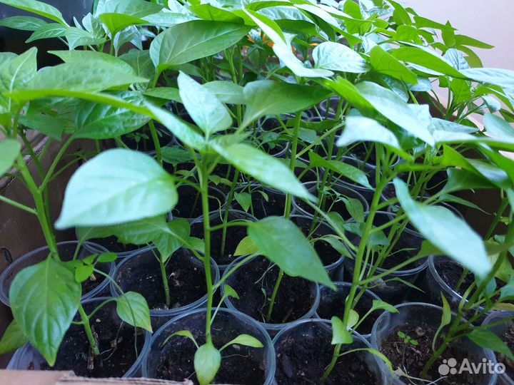 Перец острый рассада