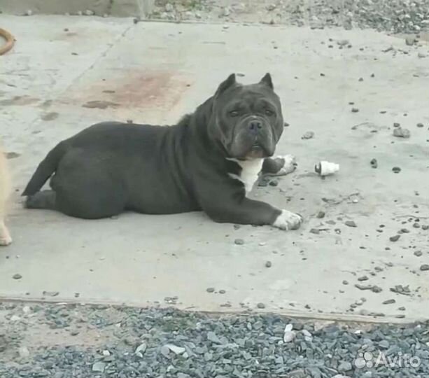 Американский булли экзот