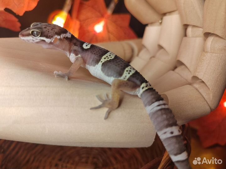 Эублефар black night, Аврора, перпл хед