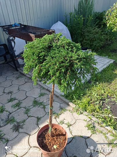 Можжевельник грин карпет