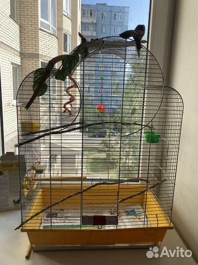 Попугай с клеткой