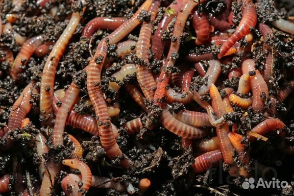 Черви старатели (для рыбалки и огорода)
