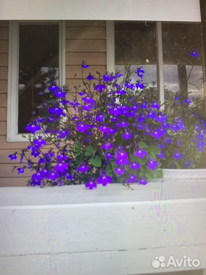 Лобелия рассада