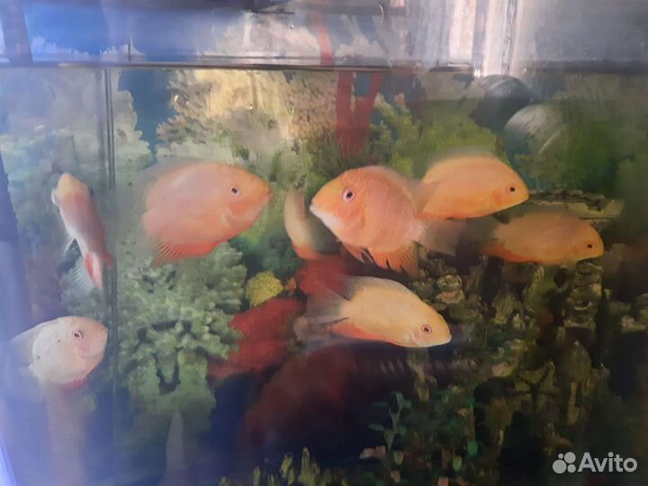 Северум красноточечный