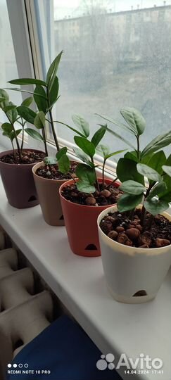 Замиокулькас