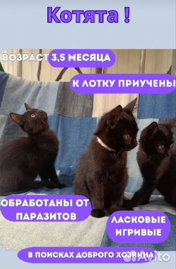Котята