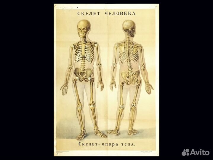 Плакат старинный 1965г Скелет СССР анатомия школа