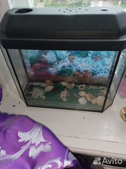 Аквариум