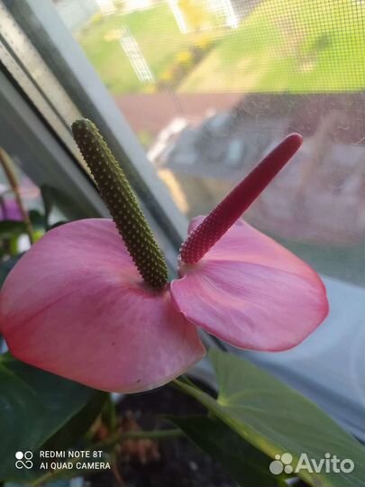 Алоказии. Спатифиллум, Стрелеция регина