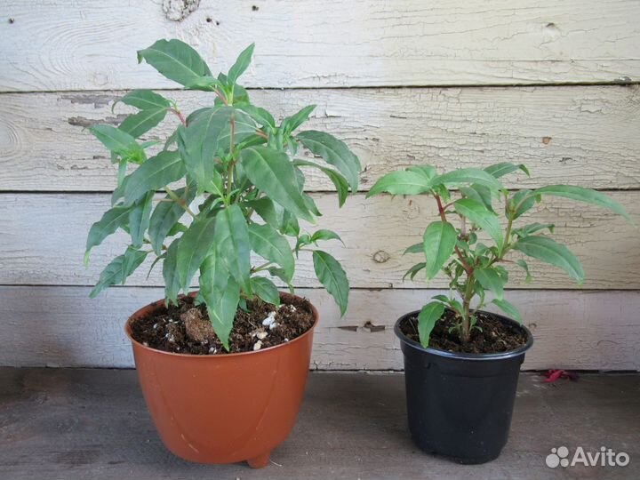 Карликовые фуксии