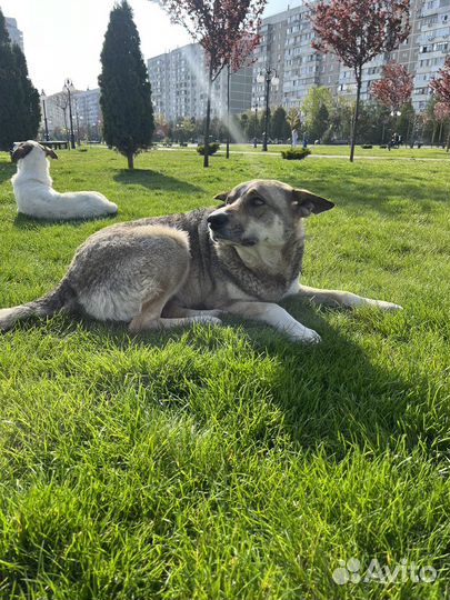 Пес в добрые руки