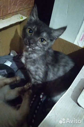 Отдам в добрые руки кошечек