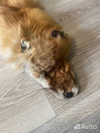 Лисья шкура