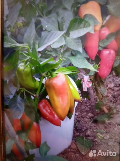 Рассада сладкого болгарского перца и помидор