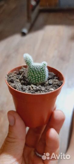 Кактус Опунция мелковолосистая