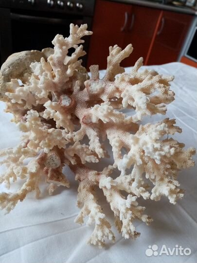 Коррал и украшения в аквариум