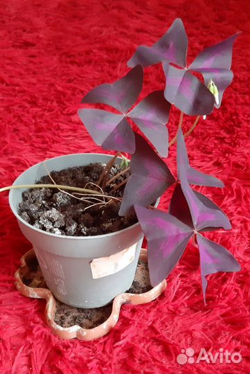 Оксалис (кислица) цветущий