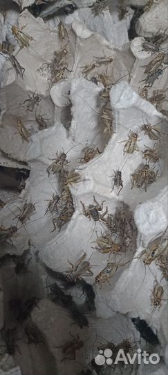 Кормовые насекомые