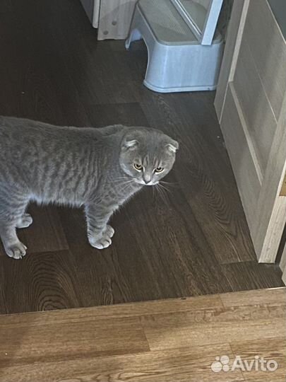 Кошка и кот в дар