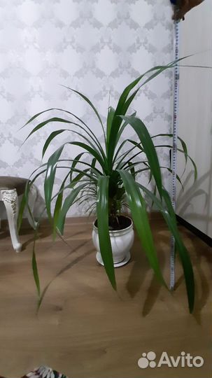 Фикус бенджамина большой