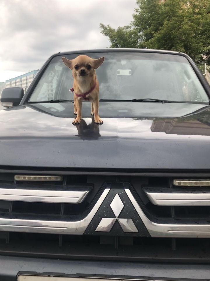 Mitsubishi Pajero: фото владельца