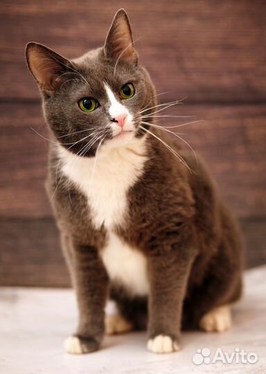 Кот 3 года