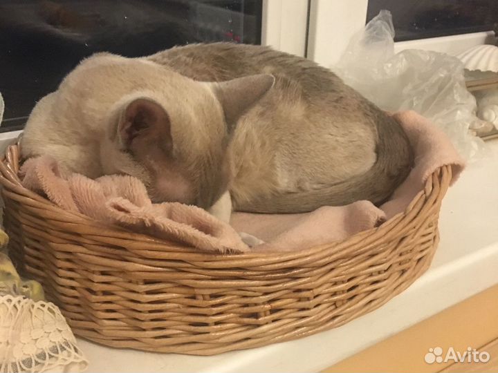 Лежанка плетёная