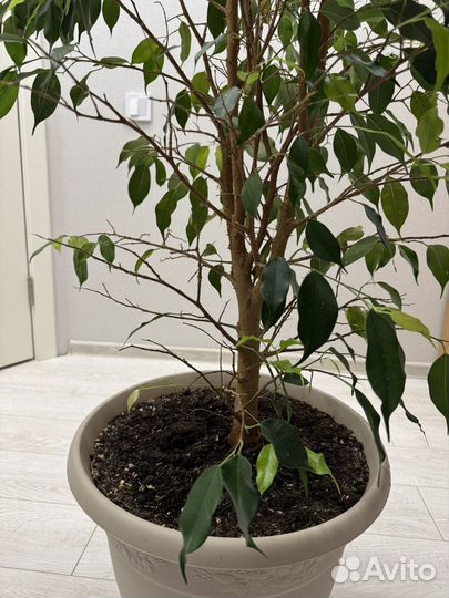 Фикус бенджамина большой