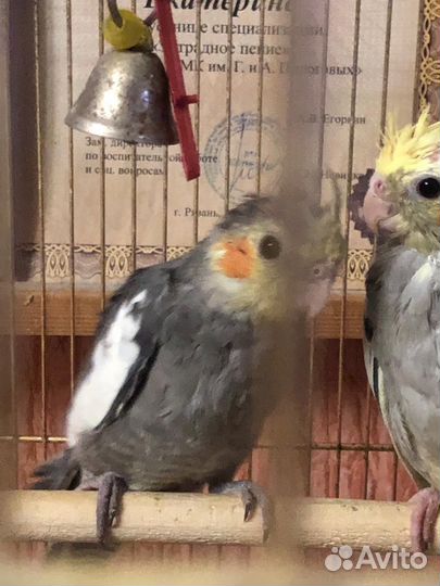 Попугай корелла птенец