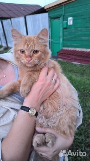 Найден рыжий кот