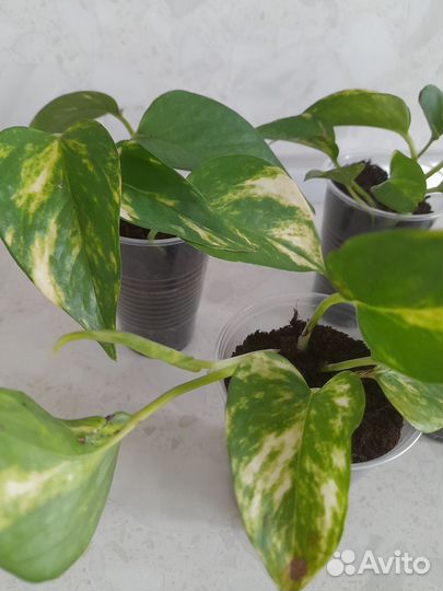 Золотой дракон и другие цветочки