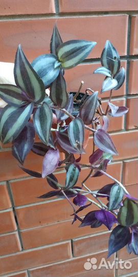 Традесканция, спатифилум, денежное дерево