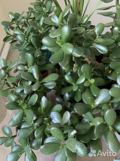 Толстянка (денежное дерево)