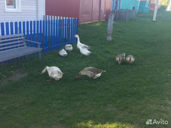 5 гусынь и 2 гуся