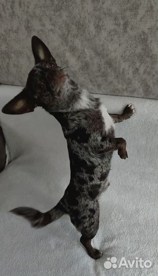 Вязка. Чихуахуа